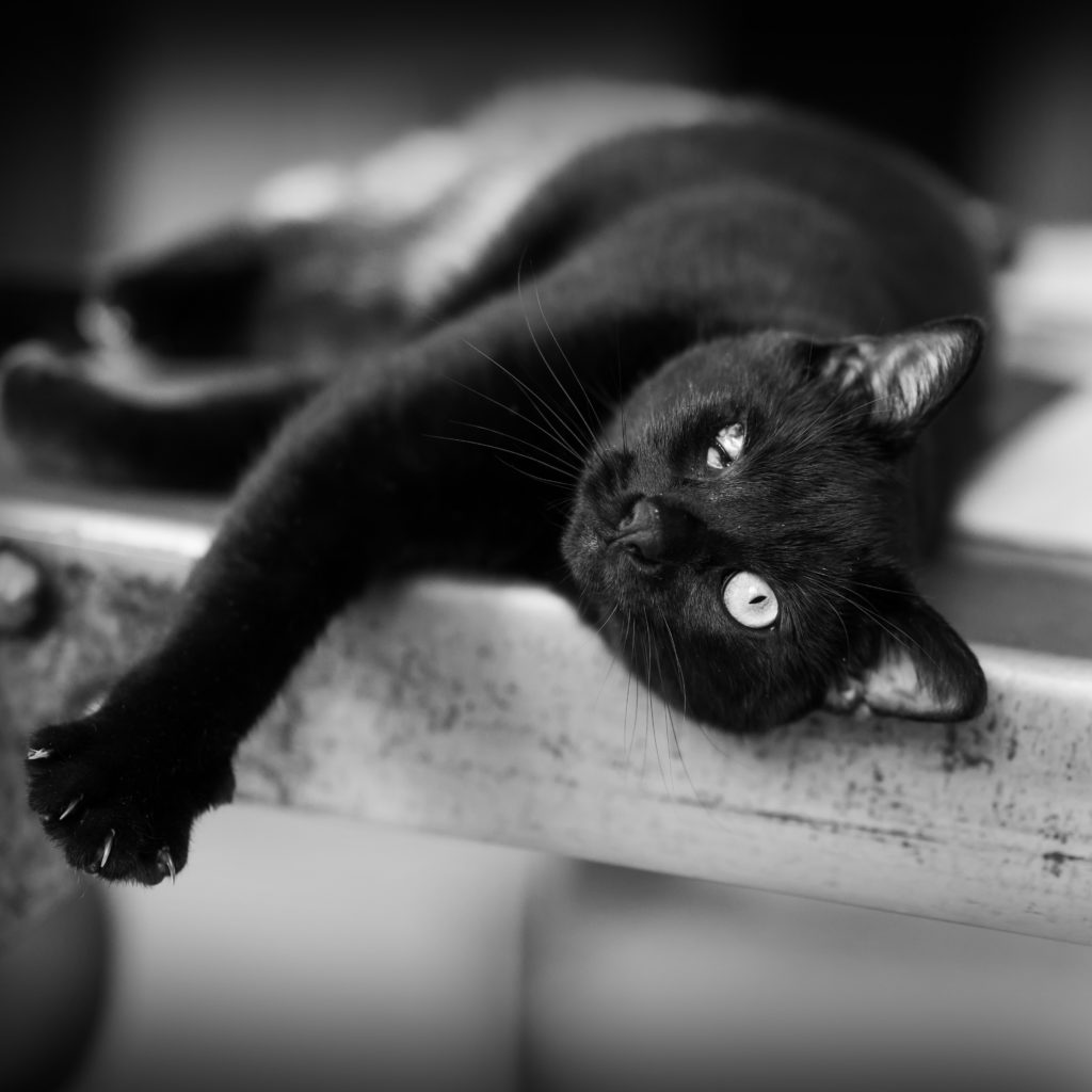 chat noir borgne